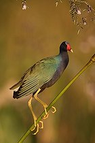 Biosphoto | 587033 | Purple Gallinule Palo Verde NP Costa-Rica | &copy; Tony Crocetta / Biosphoto