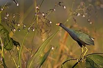 Biosphoto | 587034 | Purple Gallinule Palo Verde NP Costa-Rica | &copy; Tony Crocetta / Biosphoto
