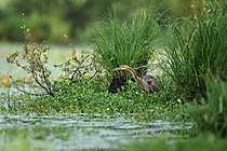 Biosphoto | 2621672 | Purple Heron (Ardea purpurea) adult fishing in summer, Lake Grandlieu, Loire-Atlantique, France. | &copy; Guy Piton / Biosphoto