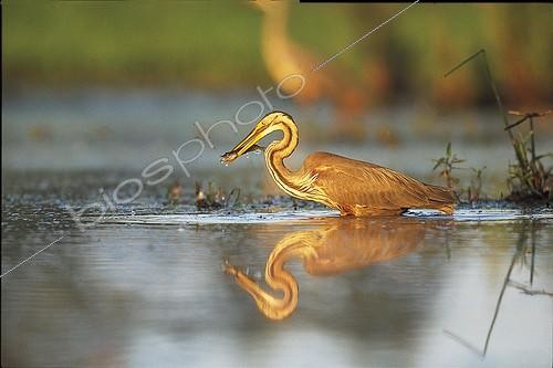 Biosphoto | 223604 | Purple Heron capturing a young pike in the twilight | &copy; Erwan Balança / Biosphoto