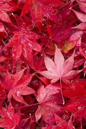 Biosphoto | 2076428 | Purple Japanese maple (Acer palmatum) 'Atropurpureum' | &copy; Frédéric Tournay / Biosphoto