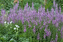 Biosphoto | 1249726 | Purple loosestrife in bloom in a garden | &copy; Frédéric Didillon / Biosphoto