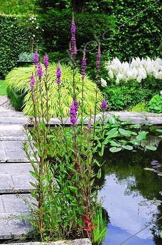 Biosphoto | 944315 | Purple loosestrife in bloom on the edge of a garden pound | &copy; Frédéric Didillon / Biosphoto