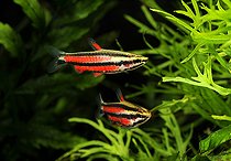 Biosphoto | 2463139 | Purple pencilfish (Nannostomus rubrocaudatus), pair in aquarium | &copy; Aqua Press / Biosphoto