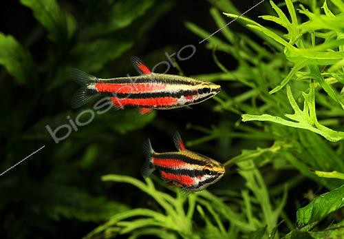 Biosphoto | 2463139 | Purple pencilfish (Nannostomus rubrocaudatus), pair in aquarium | &copy; Aqua Press / Biosphoto
