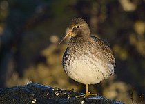 Biosphoto | 1608449 | Purple Sandpiper (Calidris maritima) | &copy; Horst Jegen / imageBROKER / Biosphoto