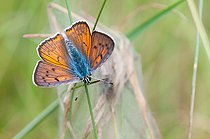 Biosphoto | 2393649 | Purple-shot Copper (Thersamolycaena alciphron) adult female, Eguelshardt, Northern Vosges Regional Natural Park, Moselle, France | &copy; Stéphane Vitzthum / Biosphoto
