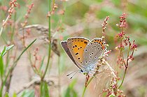Biosphoto | 2393652 | Purple-shot Copper (Thersamolycaena alciphron) adult female laying eggs on Rumex, Sturzelbronn, Northern Vosges Regional Natural Park, Moselle, France | &copy; Stéphane Vitzthum / Biosphoto