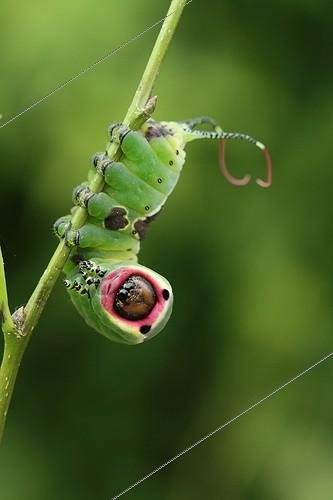 Biosphoto | 1876353 | Puss Moth caterpillar on twig France  | &copy; Bruno Cavignaux / Biosphoto