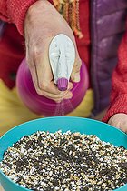 Biosphoto | 2460170 | Put a rhizome of Zantedeschia to start indoors: Keep wet by spraying water on the surface of the substrate. | &copy; Jean-Michel Groult / Biosphoto