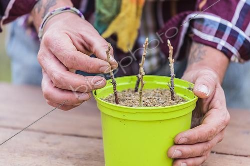 Biosphoto | 2458838 | Putting redcurrant cuttings in a pot filled with sand in winter. | &copy; Jean-Michel Groult / Biosphoto
