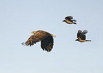 Biosphoto | 2069507 | Pygargue à queue blanche (Haliaeetus albicilla) houspillé par des Corneilles mantelées, (Corvus corone cornix), Delta du Danube, Roumanie | &copy; Michel Rauch / Biosphoto