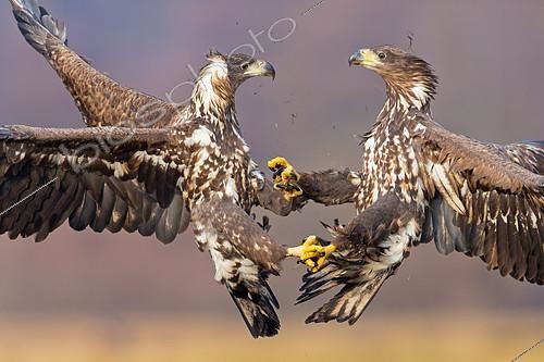 Biosphoto | 2411470 | Pygargue à queue blanche (Haliaeetus albicilla), jeunes se battant en vol, Lodz, Pologne | &copy; Mathias Schaef / BIA / Biosphoto