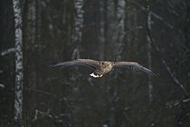 Biosphoto | 2593328 | Pygargue à queue blanche (Haliaeetus albicilla), en vol. Forêt de Bialowieza, site du patrimoine mondial de l'UNESCO, Pologne, Europe. | &copy; Franco Banfi / Biosphoto