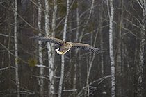 Biosphoto | 2593330 | Pygargue à queue blanche (Haliaeetus albicilla), en vol. Forêt de Bialowieza, site du patrimoine mondial de l'UNESCO, Pologne, Europe. | &copy; Franco Banfi / Biosphoto