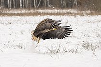 Biosphoto | 2593332 | Pygargue à queue blanche (Haliaeetus albicilla), sur un champ de neige. Forêt de Bialowieza, site du patrimoine mondial de l'UNESCO, Pologne, Europe. | &copy; Franco Banfi / Biosphoto
