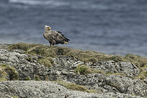 Biosphoto | 2608813 | Pygargue à queue blanche (Haliaeetus albicilla) au sol, Norvège | &copy; Christian Cabron / Biosphoto