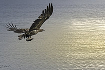 Biosphoto | 2608814 | Pygargue à queue blanche (Haliaeetus albicilla) en vol avec un poisson dans les serres, Norvège | &copy; Christian Cabron / Biosphoto