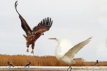 Biosphoto | 2057667 | Pygargue à queue blanche juvénile face à Grande Aigrette sur neige | &copy; Marc Costermans / Biosphoto