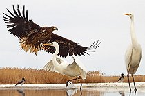 Biosphoto | 2057668 | Pygargue à queue blanche juvénile face à Grande Aigrette sur neige | &copy; Marc Costermans / Biosphoto