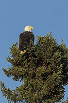 Biosphoto | 2456520 | Pygargue à tête blanche (Haliaeetus leucocephalus), adulte perché au sommet d'un Pin gris (Pinus banksiana), Québec, Canada. | &copy; Philippe Henry / Biosphoto