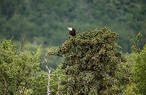 Biosphoto | 2525479 | Pygargue à tête blanche (Haliaeetus leucocephalus) à la cime d'un conifère. Parc national de Katmai. Alaska. USA | &copy; Andrey Gudkov / Biosphoto