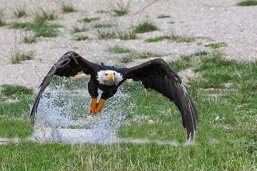 Biosphoto | 2602347 | Pygargue à tête blanche (Haliaeetus leucocephalus) adulte capturant un poisson dans l'eau, USA | &copy; Jean Mayet / Biosphoto