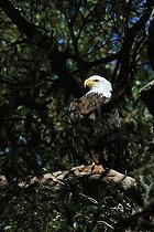 Biosphoto | 1254243 | Pygargue à tête blanche sur une branche Floride USA | &copy; Mark Conlin / Visual and Written - Photo Collection / Biosphoto