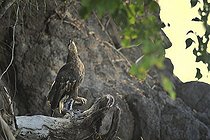 Biosphoto | 2056325 | Pygargue de Madagascar criant sur une branche, Nosy Be, Madagascar | &copy; Massimiliano Sticca / Biosphoto