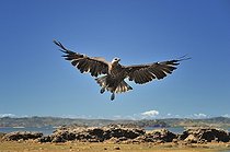 Biosphoto | 2056333 | Pygargue de Madagascar en vol, Nosy Be, Madagascar | &copy; Massimiliano Sticca / Biosphoto