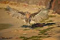 Biosphoto | 2056323 | Pygargue de Madagascar se posant sur le rivage, Nosy Be, Madagascar | &copy; Massimiliano Sticca / Biosphoto