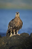 Biosphoto | 2056341 | Pygargue de Madagascar sur rivage rocheux, Nosy Be, Madagascar | &copy; Massimiliano Sticca / Biosphoto