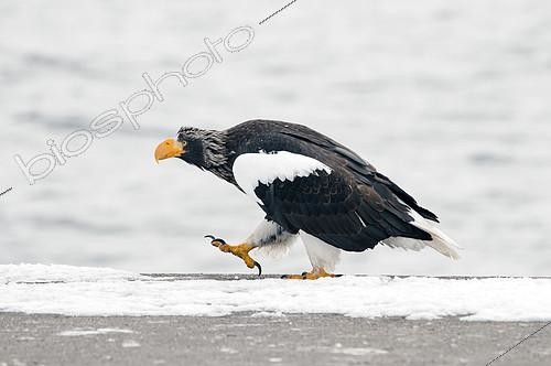 Biosphoto | 2279136 | Pygargue de Steller (Haliaeetus pelagicus) marchant dans la neige, Japon | &copy; Henry Ausloos / Biosphoto