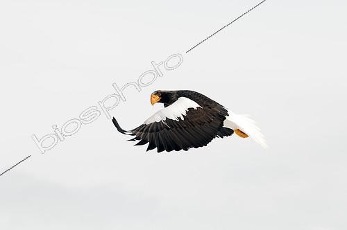 Biosphoto | 2279137 | Pygargue de Steller (Haliaeetus pelagicus) en vol, Russie | &copy; Henry Ausloos / Biosphoto