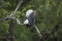 Biosphoto | 2441113 | Pygargue vocifère (Haliaeetus vocifer) se toilettant sur une branche dans le parc national Kruger, Afrique du Sud | &copy; Patrice Correia / Biosphoto