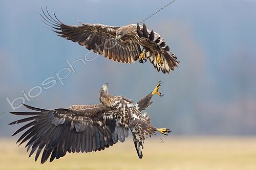 Biosphoto | 2411472 | Pygargues à queue blanche (Haliaeetus albicilla), jeunes se battant en vol, Lodz, Pologne | &copy; Mathias Schaef / BIA / Biosphoto