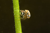 Biosphoto | 2621898 | Pygmy backswimmer (Plea sp) mating in a pond in winter, Couffy, France | &copy; Bruno Guénard / Biosphoto
