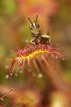 Biosphoto | 467741 | Pygmy Grasshopper trapped by a Roundleaf sundew France | &copy; Sébastien Herent / Biosphoto