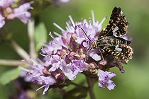 Biosphoto | 2403521 | Pygmy moth (Thyris fenestrella) on Oregano (Origanum vulgare), Regional Natural Park of Northern Vosges, Alsace, France | &copy; Michel Rauch / Biosphoto