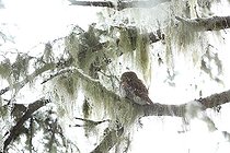 Biosphoto | 2094102 | Pygmy Owl (Glaucidium passerinum) backlit, resting on a branch covered with lichens in a snowy coniferous forest of Haute-Savoie, Alps, France | &copy; Bruno Cavignaux / Biosphoto