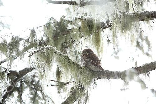 Biosphoto | 2094102 | Pygmy Owl (Glaucidium passerinum) backlit, resting on a branch covered with lichens in a snowy coniferous forest of Haute-Savoie, Alps, France | &copy; Bruno Cavignaux / Biosphoto
