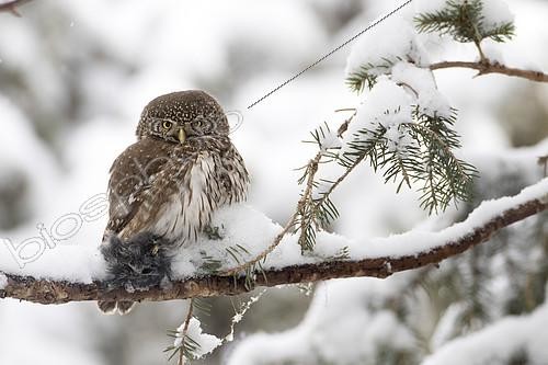 Biosphoto | 2100749 | Pygmy Owl (Glaucidium passerinum), female with prey on a snowy branch, Alps, France | &copy; Olivier Gutfreund / Biosphoto