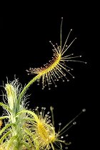 Biosphoto | 170463 | Pygmy sundew Botanical Garden of Lyon | &copy; Fred Muller / Biosphoto