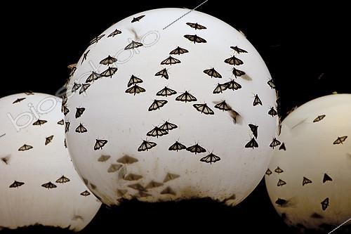 Biosphoto | 2135714 | Pyrale du buis (Cydalima perspectalis). Papillons posés sur un lampadaire. Bourgogne, France 71 le 19/08/2017 | &copy; Joël Héras / Biosphoto