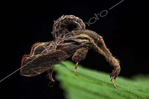 Biosphoto | 2458950 | Pyrale (Sacada sp), imago, Kinabalu NP, Bornéo, Malaisie | &copy; Frank Deschandol & Philippe Sabine / Biosphoto