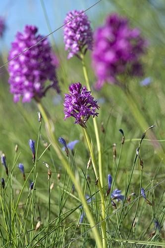 Biosphoto | 1921318 | Pyramidal orchid in bloom - PNR Monts d'Ardèche France | &copy; Hervé Chellé  / Biosphoto