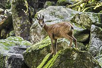 Biosphoto | 2601667 | Pyrenean chamois (Rupicapra pyrenaica) foraging among rocks in forest on mountain slope in the Pyrenees | &copy; alimdi / Arterra / Philippe Clément / imageBROKER / Biosphoto