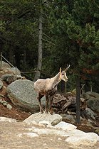 Biosphoto | 1249105 | Pyrenean chamois standing on a rock | &copy; Daniel Heuclin / Biosphoto