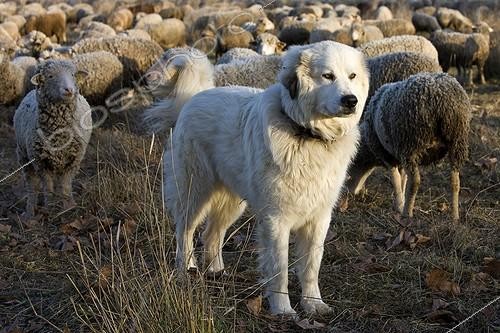 Biosphoto | 960123 | Pyrenean Mountain Dog and Sheep 'Mérinos d'Arles' Provence | &copy; Michel Gunther / Biosphoto