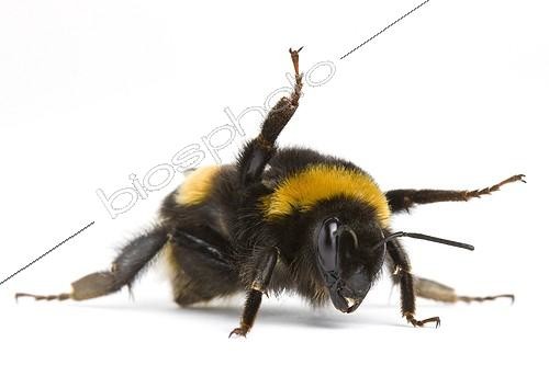 Biosphoto | 1010223 | Queen Bumblebee in posture protection | &copy; Michel Gunther / Biosphoto